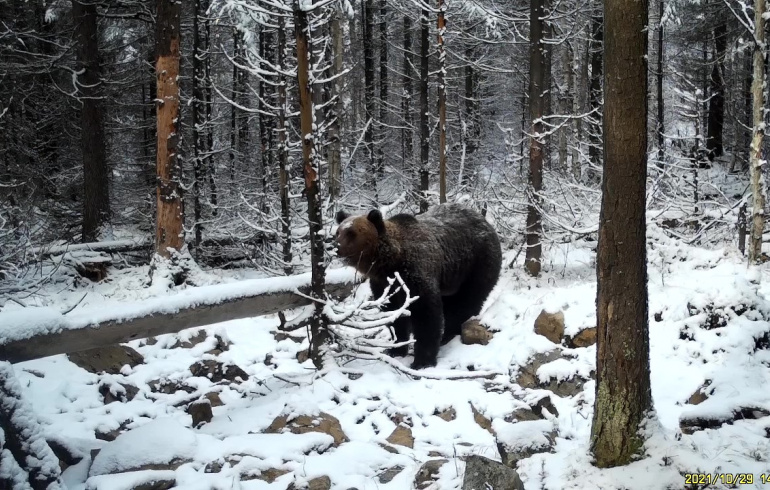 Готовящийся к спячке медведь попал в объектив фотоловушки на Таганае |  Pchela.news - Новости в Челябинске