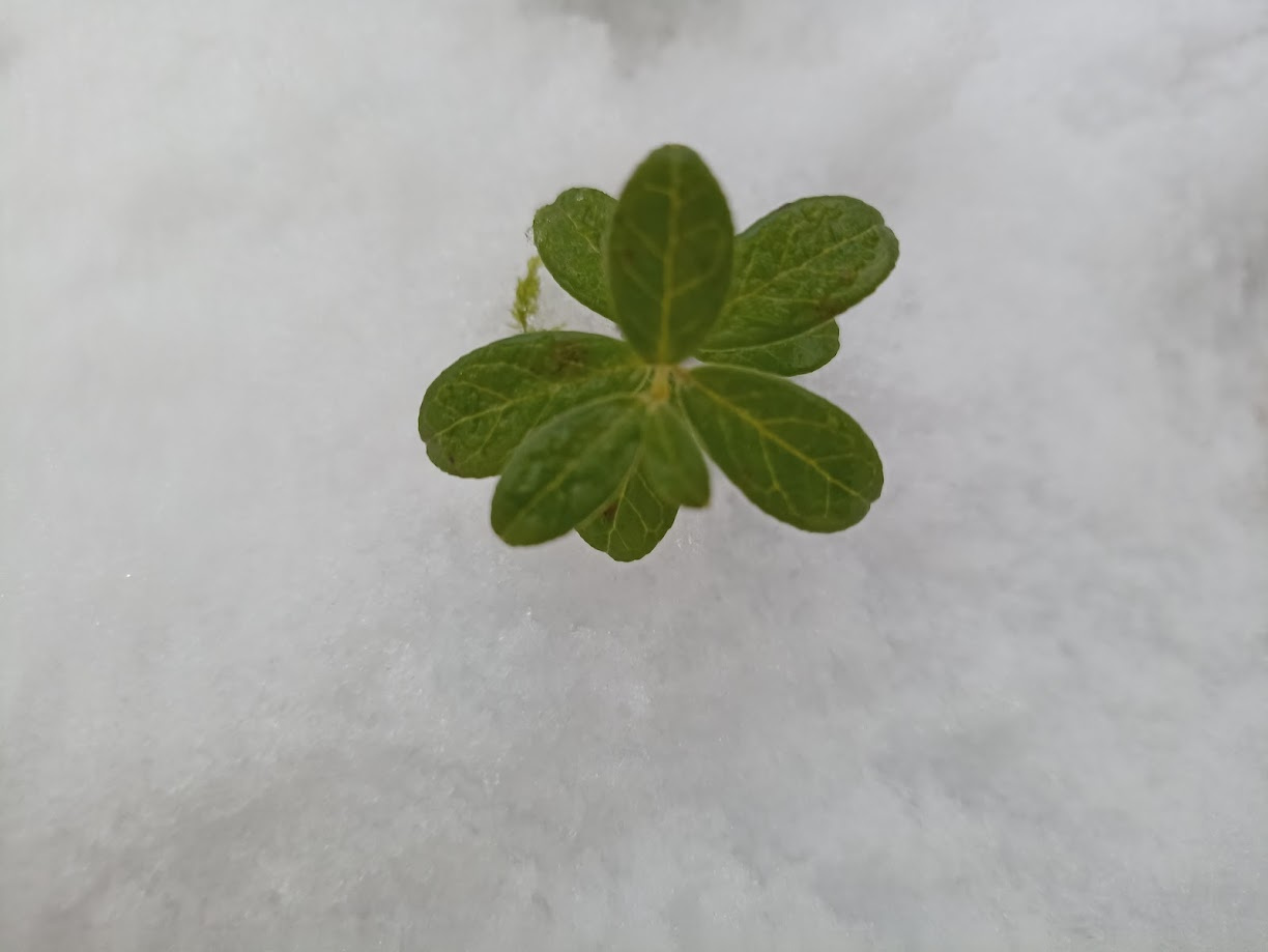 Тепло и влажно: синоптики предупредили об аномалиях погоды в Челябинской области