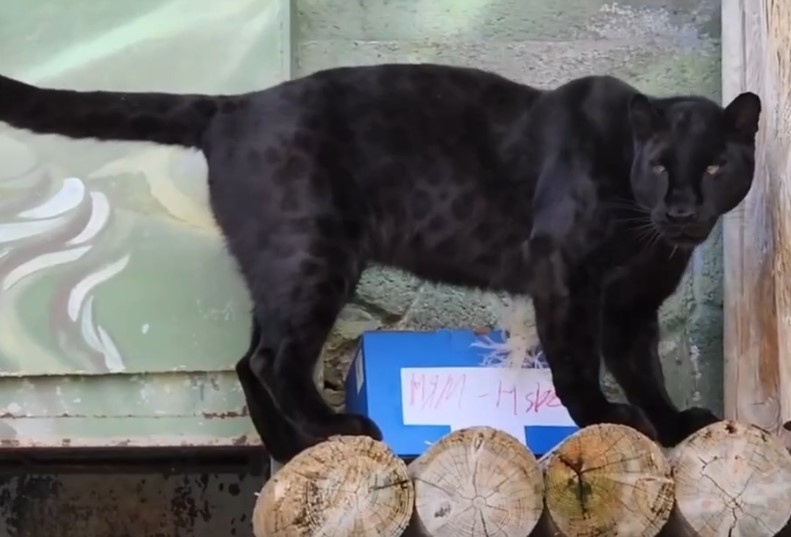 Кошачья любовь: леопарды из челябинского зоопарка получили в подарок коробки с сюрпризом