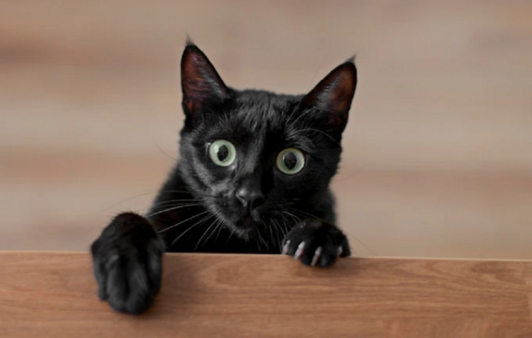 Челябинцев пригласили выбрать самого чёрного кота | Pchela.news - Новости в  Челябинске