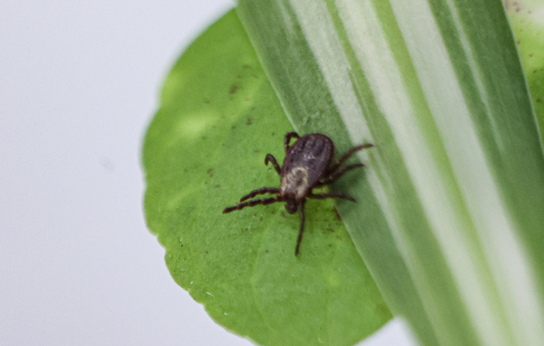 Прививка лучше страховки: челябинский врач рассказала, почему от ...