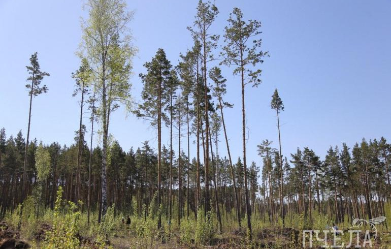 Как сохранить лес: 6 простых и нужных правил. Инфографика