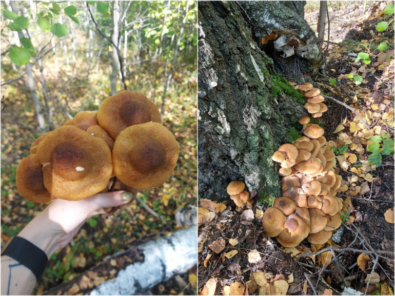 Самые большие грибы в мире?