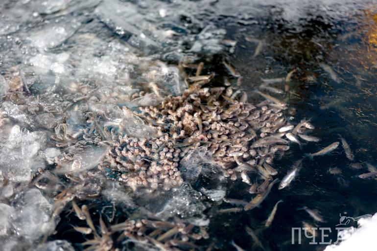 Рыба в челябинских озерах. Уелги озеро в Челябинской области. Замор рыбы в Челябинской области. Замор рыбы на Битюге 2024. Замор рыбы в озере.