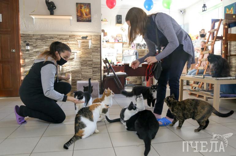 Приют для кошек пермь