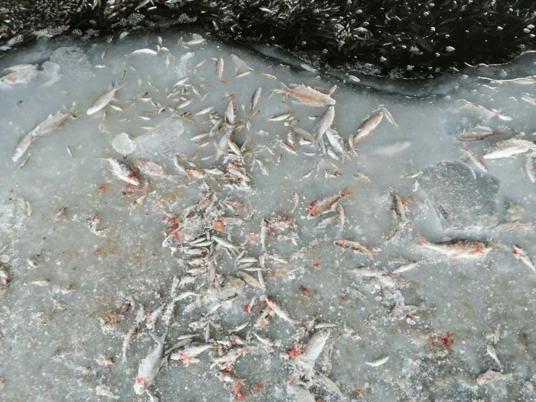 Замор рыбы в Сургуте. Замор рыбы в Колпино 2016 год. Спасем рыбу от Замора. ВК замор рыбы Шадринск.