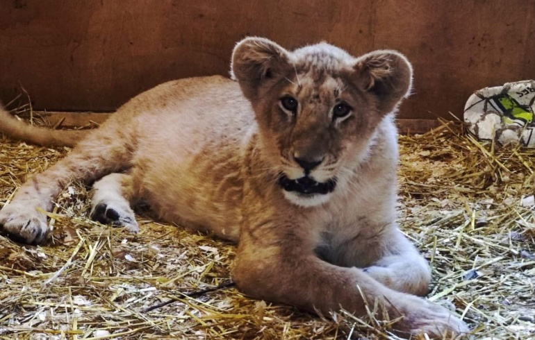 Льву из челябинского зоопарка привезли подружку | Pchela.news - Новости в  Челябинске