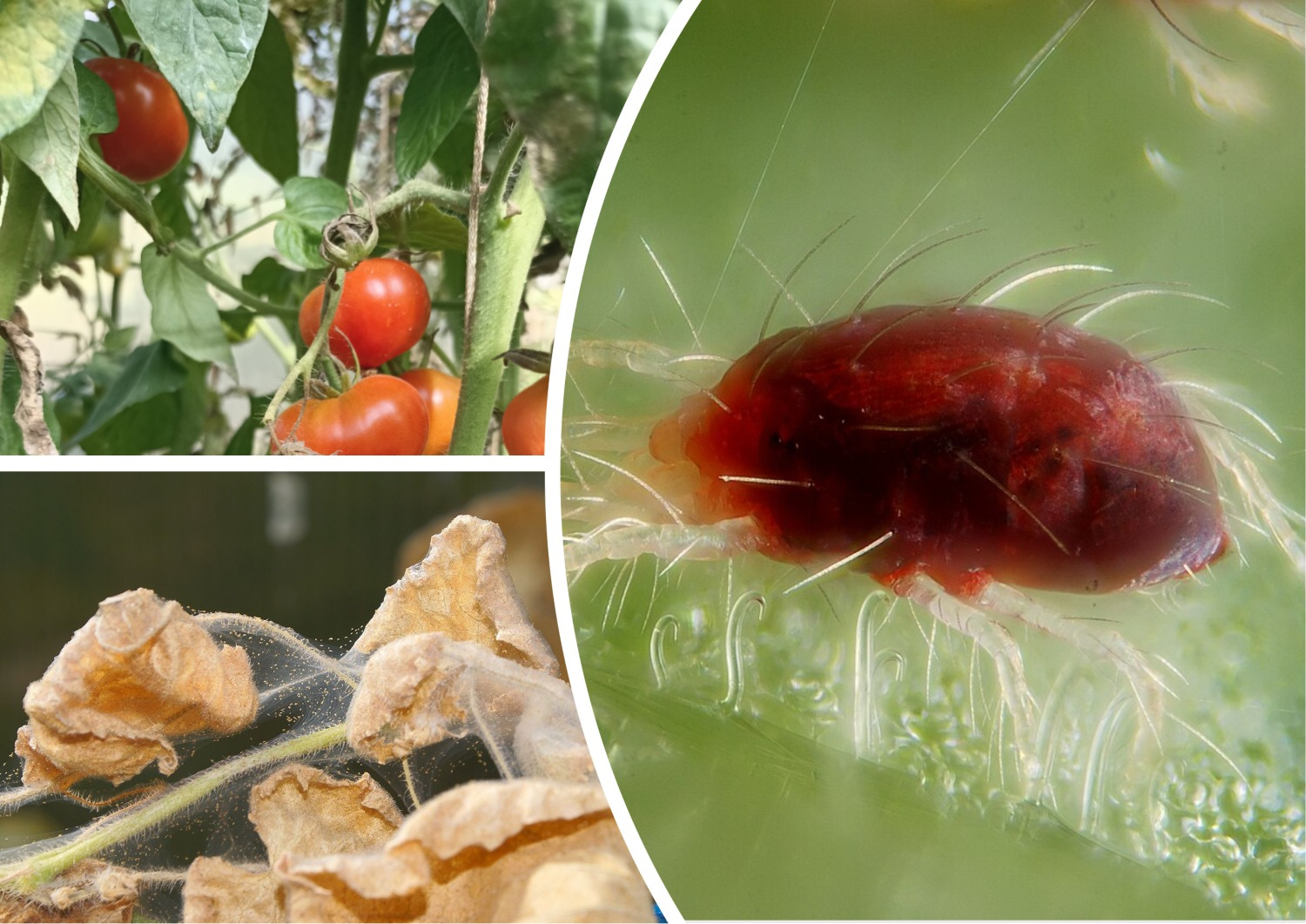 Как бороться с паутинным клещом, который уничтожает огурцы, помидоры и комнатные цветы