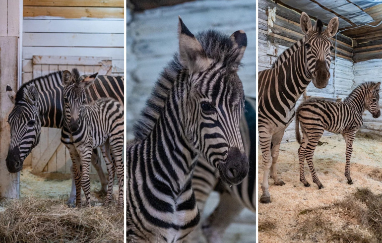 Новорождённой малышке-зебре в челябинском зоопарке дали имя | Pchela.news -  Новости в Челябинске