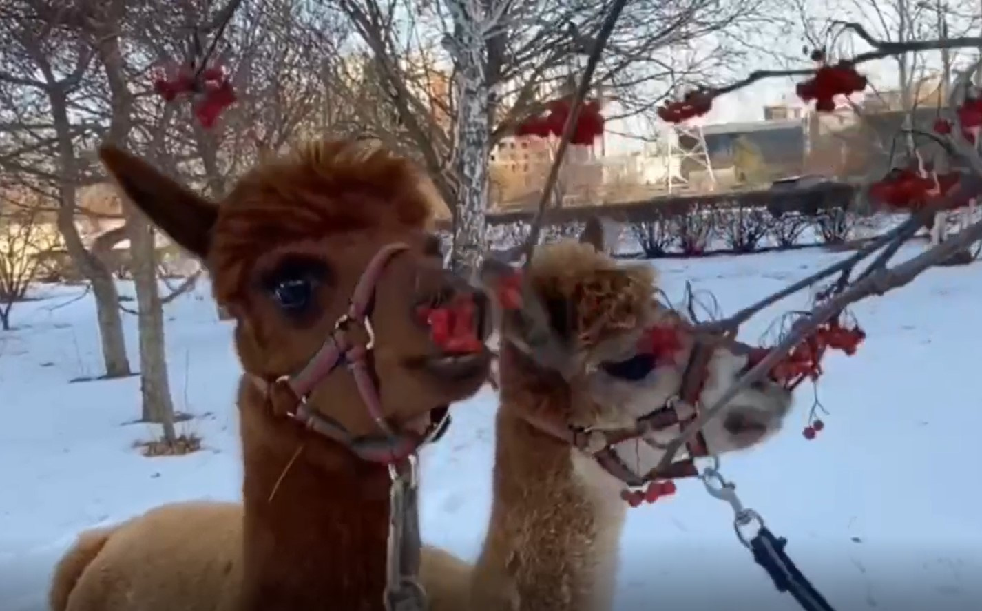 Вернулись с секретами: альпака Дуся из челябинского зоопарка отказалась от прогулки с подружками
