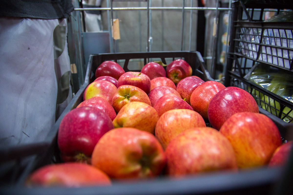 Более 300 тонн фруктов с опасными насекомыми обнаружили в Челябинской области