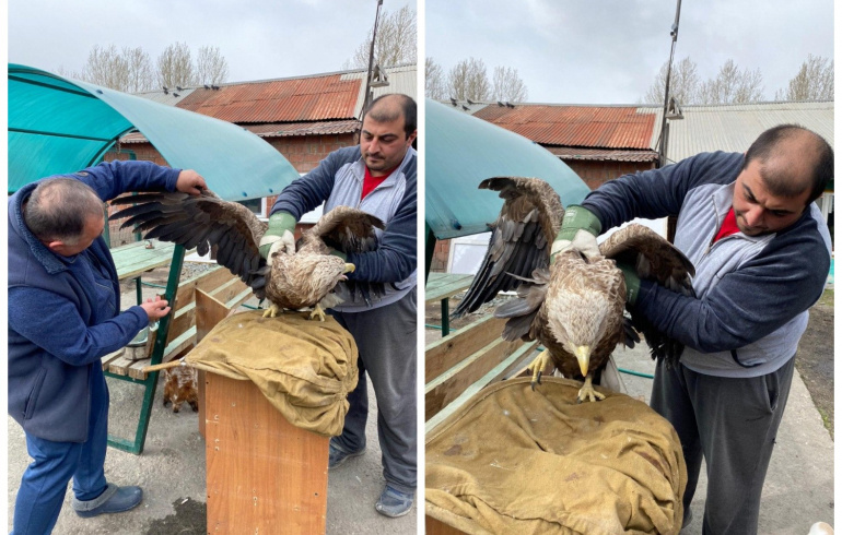 Раненый орел. Орлан Челябинск. Раненого краснокнижного орла спасли армянские экологи.
