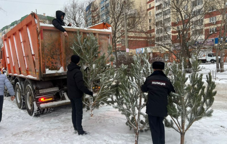 В Челябинской области перед Новым годом изъяли 4000 незаконных ёлок