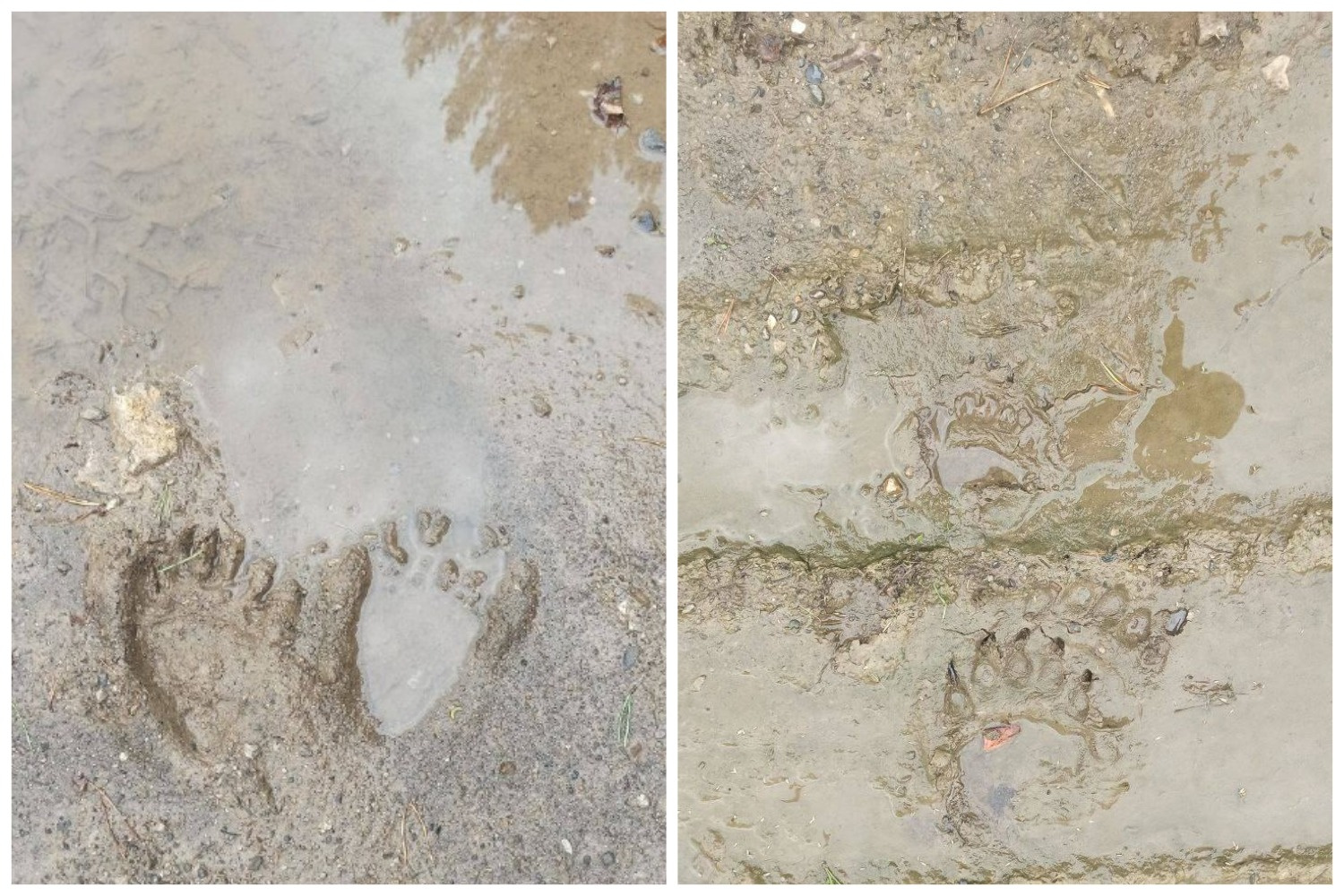 Медвежьи следы заметили около туристической тропы в Челябинской области